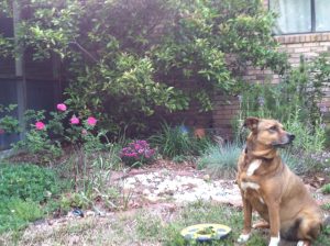 Brown dog sitting in front of a flower garden.