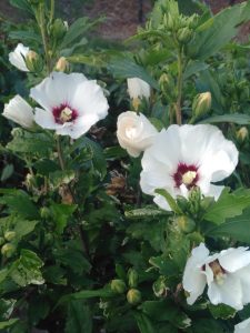 White flowers with red centers.