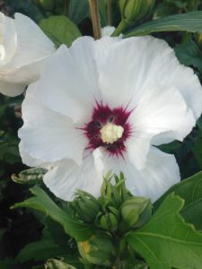 detail of white blossom with magenta-red center.