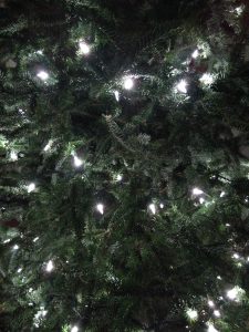 Christmas Lights on a fir tree, up close