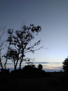 Backlit tree with egrets at sunset.