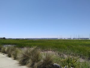 Green sea grass with sailboats on the water in the distance.