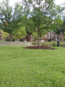 Lawn by the ER at MUSC