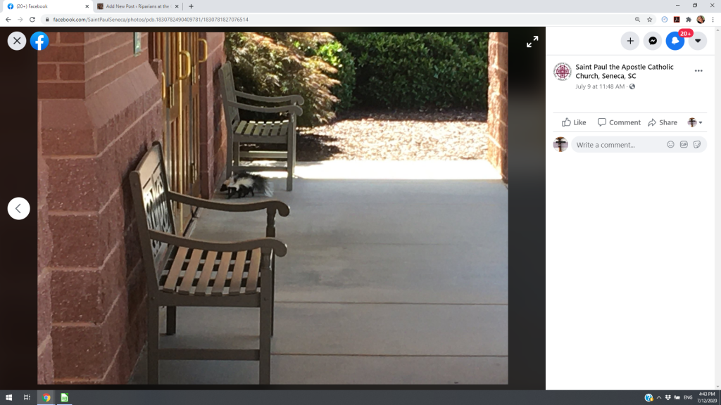Two skunks sneaking into parish, reported on St. Paul the Apostle, Seneca, SC, Facebook page